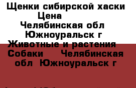 Щенки сибирской хаски › Цена ­ 10 000 - Челябинская обл., Южноуральск г. Животные и растения » Собаки   . Челябинская обл.,Южноуральск г.